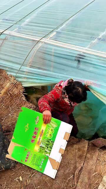 腊月吃啥瓜