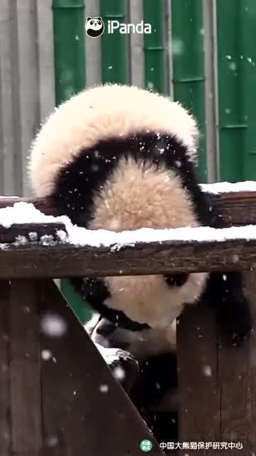 吃瓜小熊微笑,揭秘瓜界萌宠的幸福生活