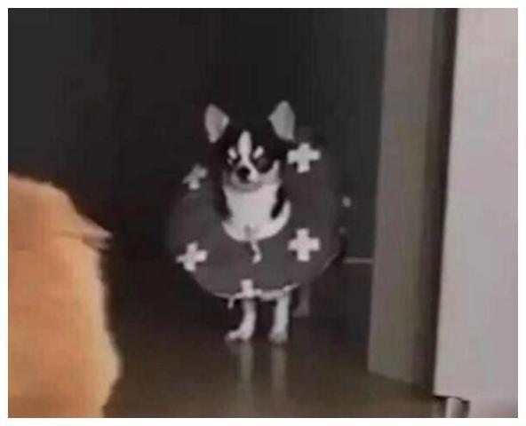 猫猫干架吃瓜,猫猫干架背后的吃瓜趣事