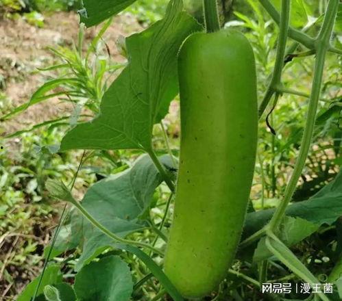 吃瓠子瓜中毒,预防与应对策略