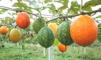 吃阿胶可以吃吊瓜吗,食用搭配指南