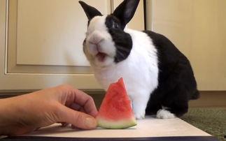 兔吃瓜视频,揭秘萌宠美食新风尚