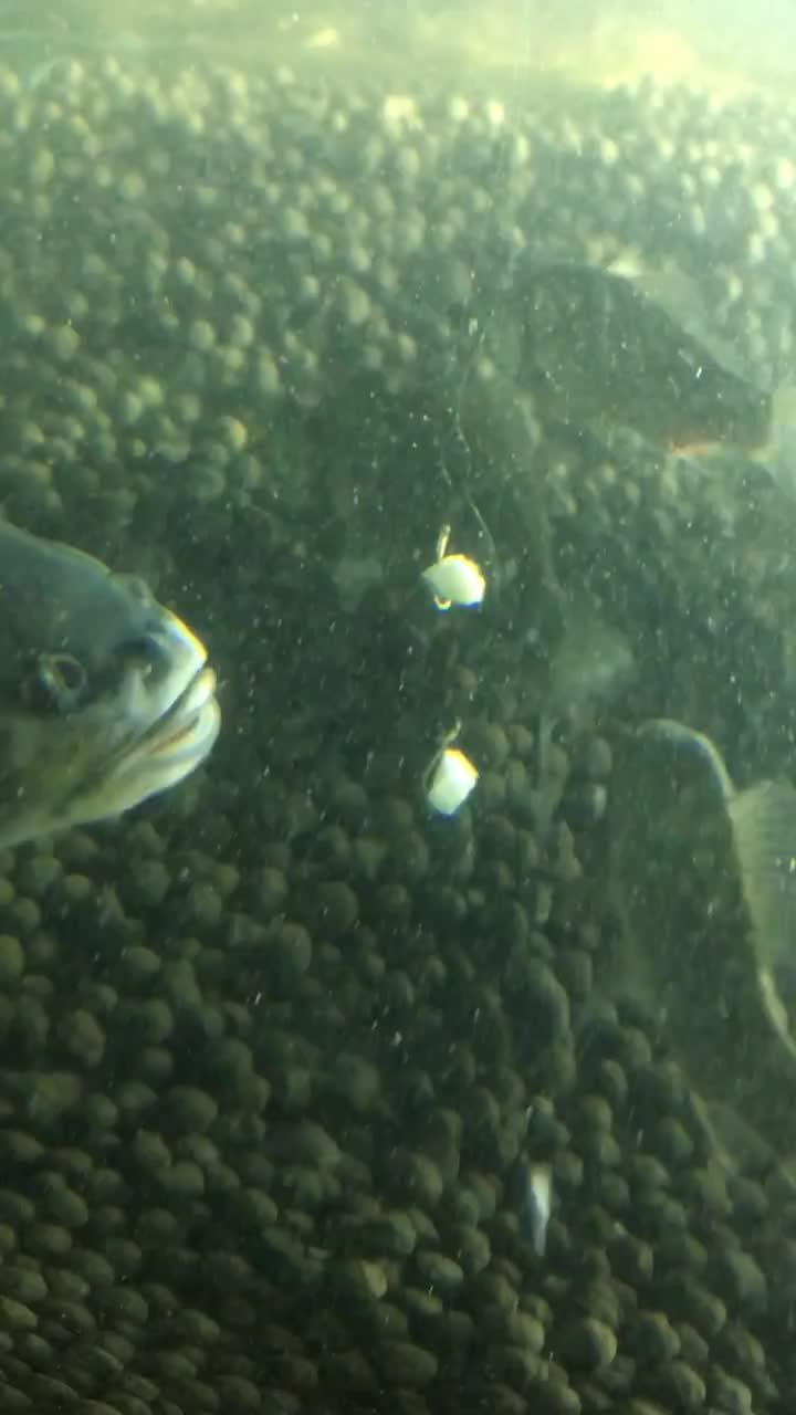 双鱼视频吃瓜国产,揭秘“吃瓜国”背后的娱乐真相