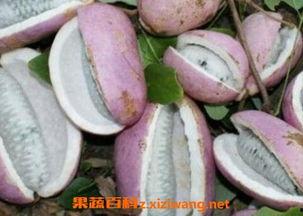 瓜宝吃八月瓜,瓜宝的八月瓜美食之旅