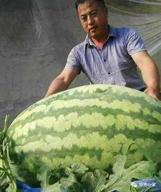 吃瓜重3斤,揭秘那颗重达3斤的神奇瓜果