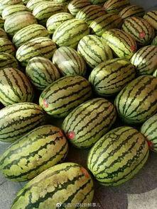 成都哪个学校吃瓜,成都某高校食堂成“吃瓜圣地”