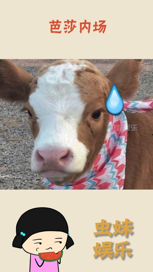 吃瓜转发抖音,转发热议，揭秘热门事件幕后真相！”