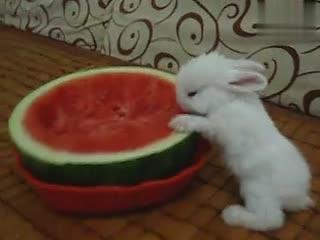 兔子吃瓜茶宠,探寻茶文化中的趣味生活