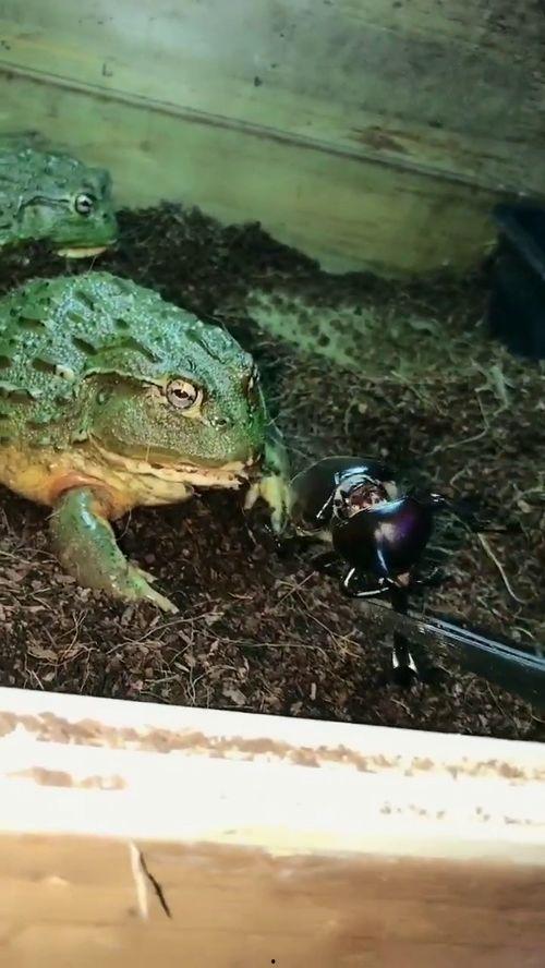 蛙兄吃瓜视频,揭秘娱乐圈幕后真相，带你领略明星们的真实生活