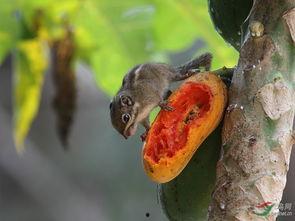松鼠可以吃熟瓜吗,熟瓜在它们食谱中的地位