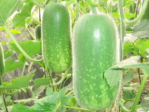 滦州一中吃瓜,揭秘校园里的热点话题