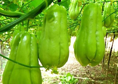 爱吃瓜的二十岁吃瓜少女,二十岁吃瓜少女生活记