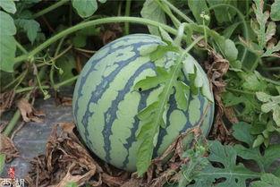 地上吃的瓜叫什么瓜,探寻地上瓜果的别样称呼