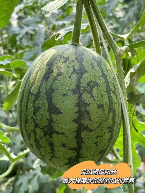 吃瓜少年就爱吃瓜