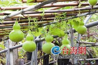 冬天吃的葫芦瓜,家常养生美食分享