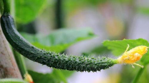 病瓜可以吃吗,揭秘病瓜的安全性