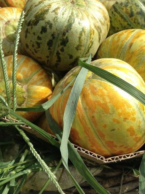 面瓜怎么直接吃