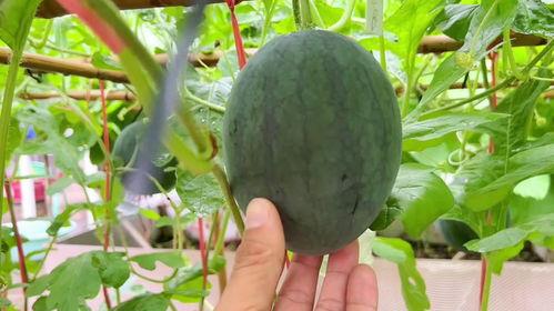 最近的吃瓜福利,揭秘近期热门吃瓜福利大盘点