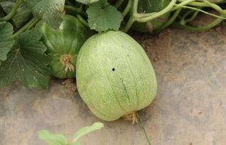 吃甜瓜不吃烂瓜,只选甜瓜不吃烂瓜的智慧选择