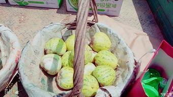 志波吃瓜,揭秘娱乐圈背后的秘密与真相